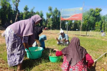 Faperta Unej uji coba tanam bawang merah di lahan marginal Sumenep