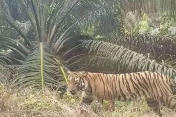 Seorang warga meninggal dunia diterkam harimau di Indragiri Hilir