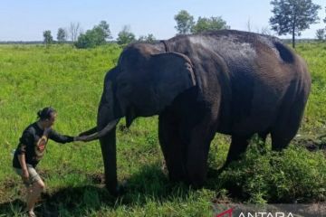 Puskas Sumsel lakukan kajian gajah Palembang