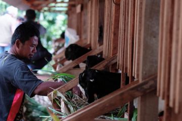 PLN EPI inisiasi program budidaya ternak kambing perah di Gunung Kidul