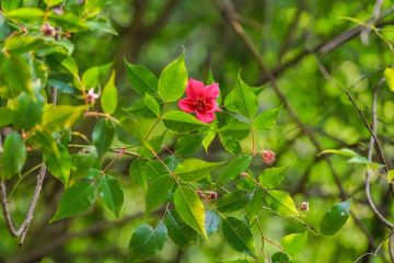 Peneliti temukan spesies mawar China yang terancam punah di Guizhou