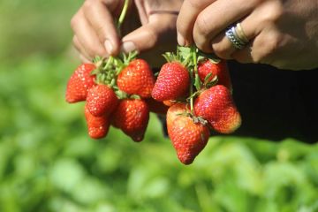 Album Asia: Menengok para petani memanen stroberi di Afghanistan