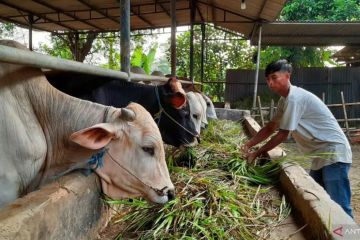 Pakar UGM: Kesehatan hewan kurban dapat dikenali dari penampilan fisik