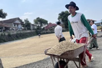 Starbucks Indonesia jaga industri kopi lokal lewat pemberian bibit