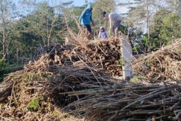 PLN kerja sama pengadaan biomassa batang singkong dan karet di Lampung