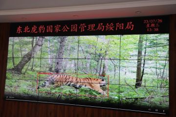Populasi harimau dan macan tutul liar di taman nasional China naik