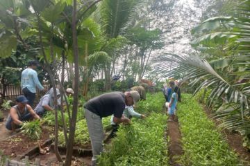 Kepulauan Seribu panen sayuran dari lahan pertanian perkotaan