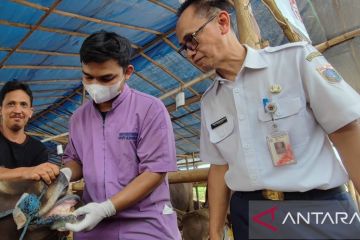 Jelang Idul Adha, Sudin KPKP Jaktim telah periksa 2.241 hewan kurban