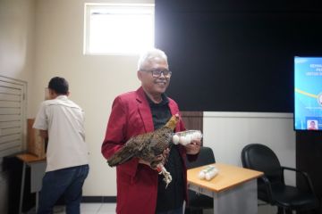 Dosen UMM ciptakan gen asli ayam kampung petelur super