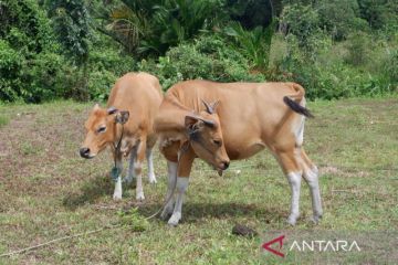 Pemprov Kepri berikan 120 straw sperma sapi ke peternak di Natuna