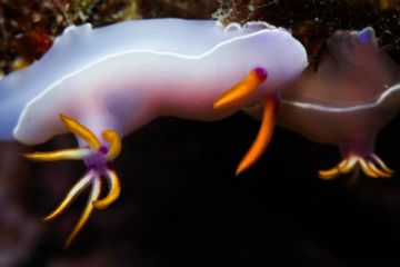 Mengunjungi pelopor konservasi laut di Pulau Wuzhizhou, China