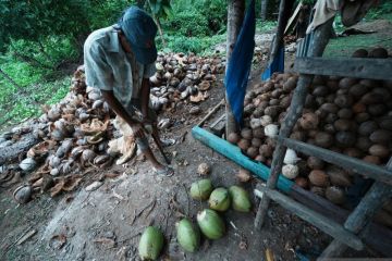 Produksi Kopra di Pulau Kabaena