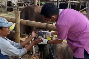 Jakbar mulai periksa kesehatan hewan kurban jelang Idul Adha