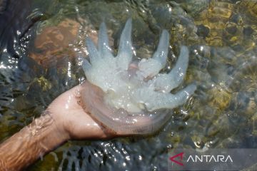 Kemunculan ubur-ubur di Pantai Mayangan Probolinggo