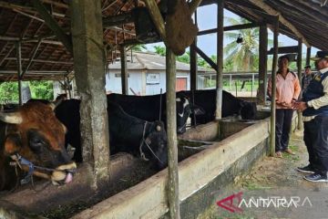 Pemprov Babel pastikan stok daging sapi cukup jelang Idul Adha