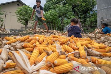 Harga jagung capai titik terendah di Sigi