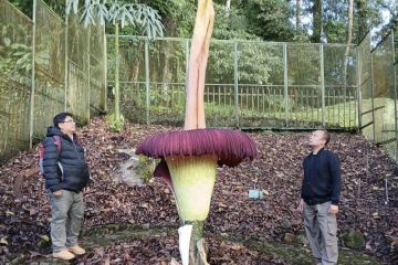 Indukan bunga bangkai mekar ketujuh kali di Kebun Raya Cibodas