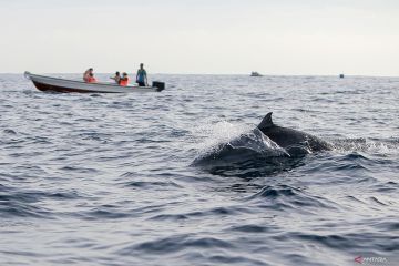 Wisata dolphin trip di Pulau Weh Sabang