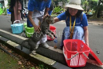 Penangkapan kucing liar untuk sterilisasi di Bogor