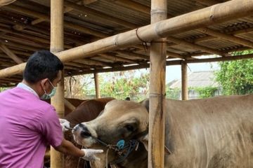 Antisipasi penyakit, Jakbar periksa penampungan hewan kurban