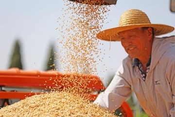 China panen gandum di tengah upaya ketahanan pangan