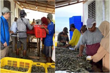 Pemprov targetkan udang vaname Kalteng jadi komoditi andalan nasional