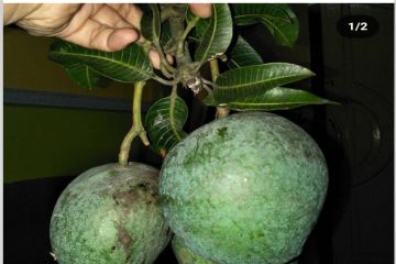 Pemkot: dua buah varietas Mataram akan ditanam di Istana Negara 
