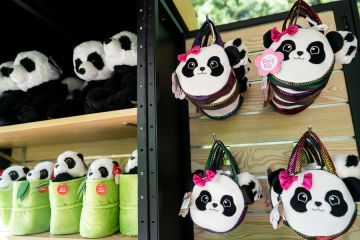 Panda raksasa dari China akan datang ke kebun binatang AS akhir tahun