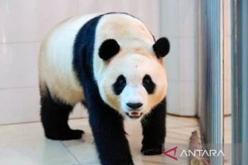 Melihat keseharian Fu Bao, panda kelahiran Korsel yang pulang ke China