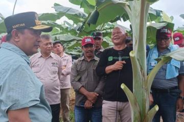 Perbankan Sulbar siapkan Rp1 triliun untuk pengembangan pisang