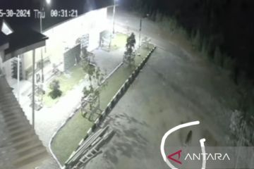 Seekor harimau terekam kamera CCTV masjid di Lubuk Selasih Solok
