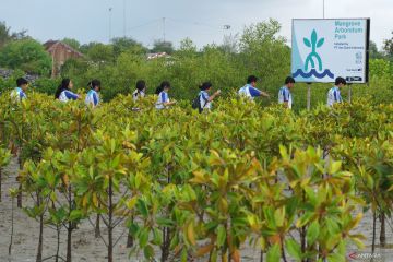 Penanaman mangrove untuk peringati Hari Lingkungan Hidup Sedunia