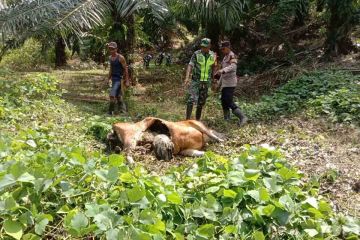 Polres: Harimau mangsa ternak warga di Aceh Timur