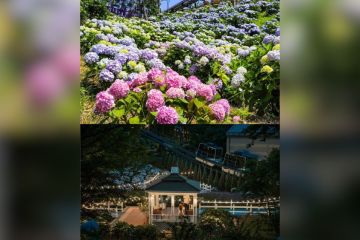 Ulsan Nam-gu, Kota "K-Tourism" Bertema Paus di Korea, Gelar Jangsaengpo Hydrangea Festival 2024 pada Juni