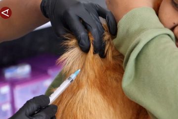 Dinkes Kalbar intensif tangani 1.561 kasus gigitan penular rabies