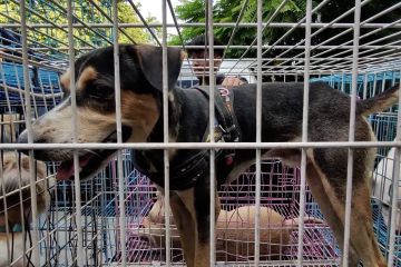 Kendalikan populasi anjing melalui program sterilisasi gratis