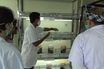 Menilik laboratorium pembibitan rumput laut di Wakatobi