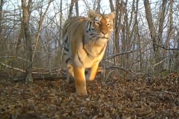 Upaya perlindungan harimau siberia membuahkan hasil