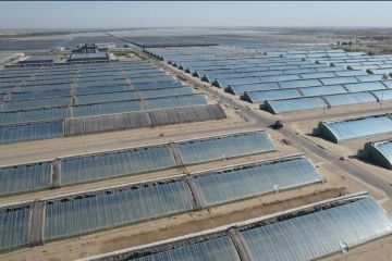 China berhasil budidayakan padi dengan  cepat di  gurun Xinjiang