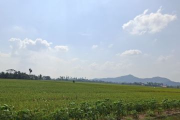 Pemprov Lampung: Petani minati varietas Inpari 32 di musim tanam dua
