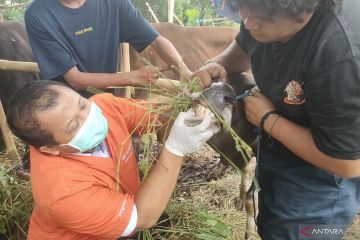 Warga diimbau periksa sertifikat sehat sebelum beli hewan kurban