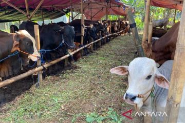 Stok hewan kurban cukup untuk kebutuhan Idul Adha di Jakarta