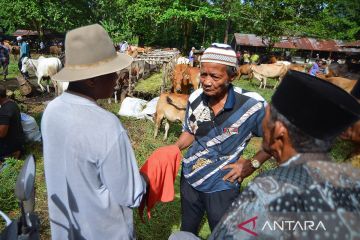 Mengenal tradisi Marosok dalam transaksi ternak di Padang Pariaman
