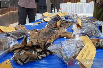 PN Idi-Aceh vonis dua terdakwa penjual kulit harimau 16 bulan penjara
