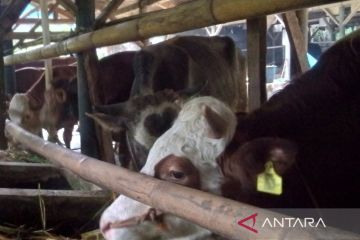Distan Cirebon sebut 12 ekor sapi sembuh dari PMK