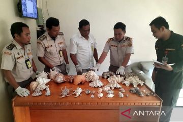 Karantina Gorontalo gagalkan penyeludupan empat jenis ikan dilindungi