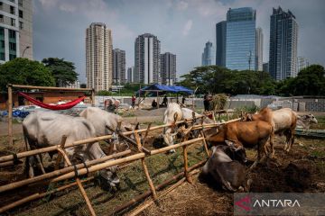 Penampakan penjualan hewan kurban di Jakarta