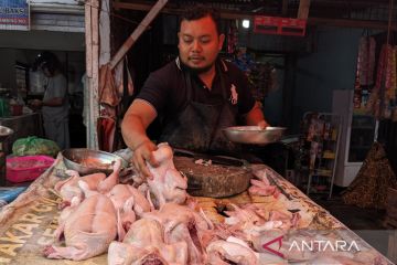 KPPU fokus mengawasi disparitas harga daging ayam di Sumut