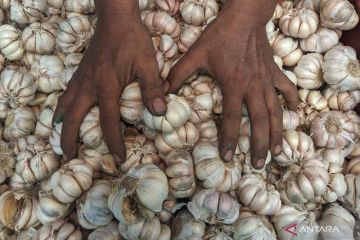 KPPU mendalami penyebab tingginya harga bawang putih di Sumut