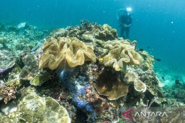 Sistem tambat labuh lindungi gugusan terumbu karang di Raja Ampat